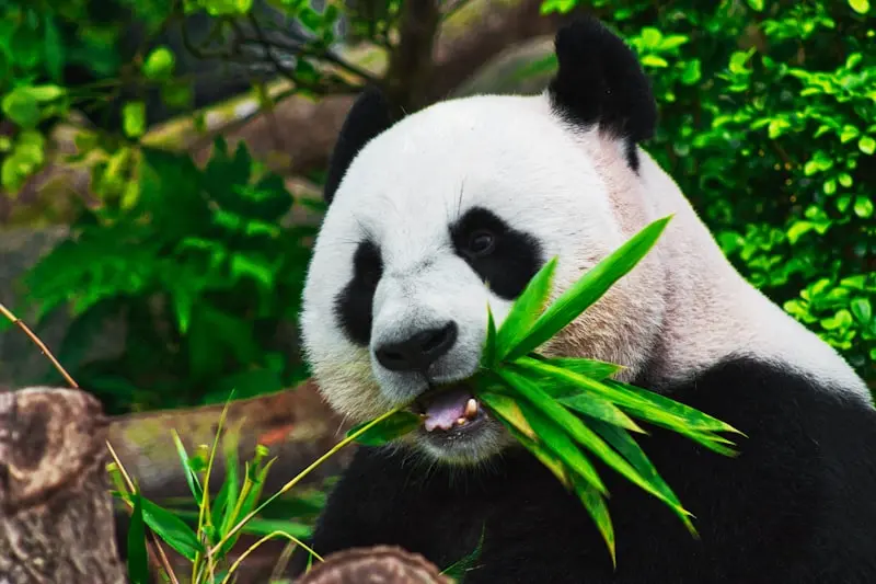 Chengdu Research Base of Giant Panda Breeding